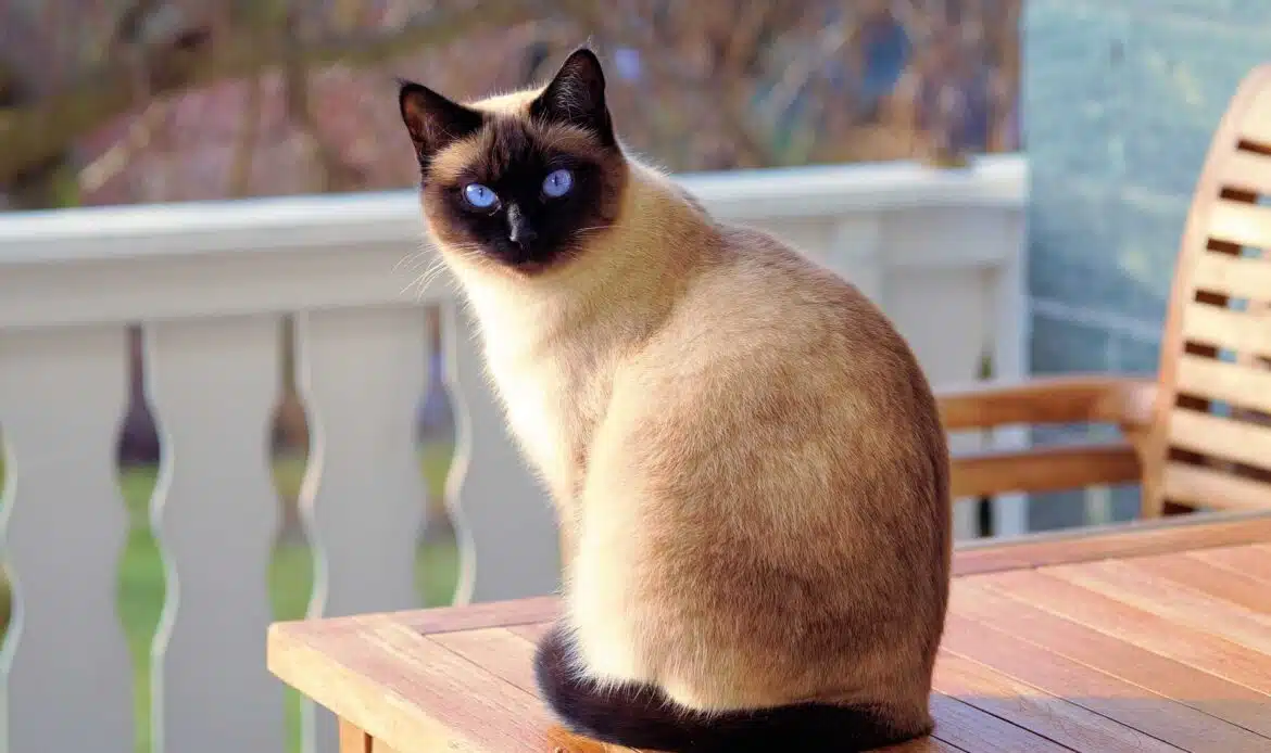 Come scegliere il gatto ideale per noi
