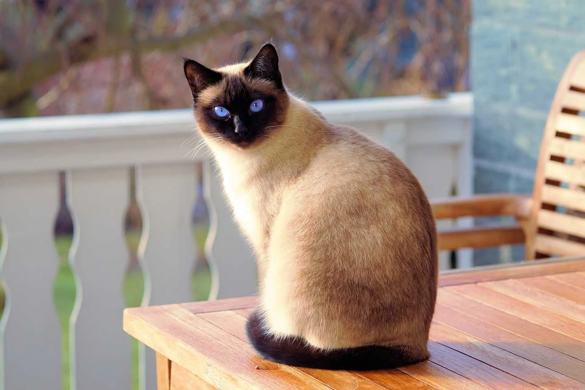 Come scegliere il gatto ideale per noi