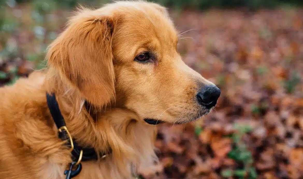 Come scegliere il guinzaglio più adatto al cane