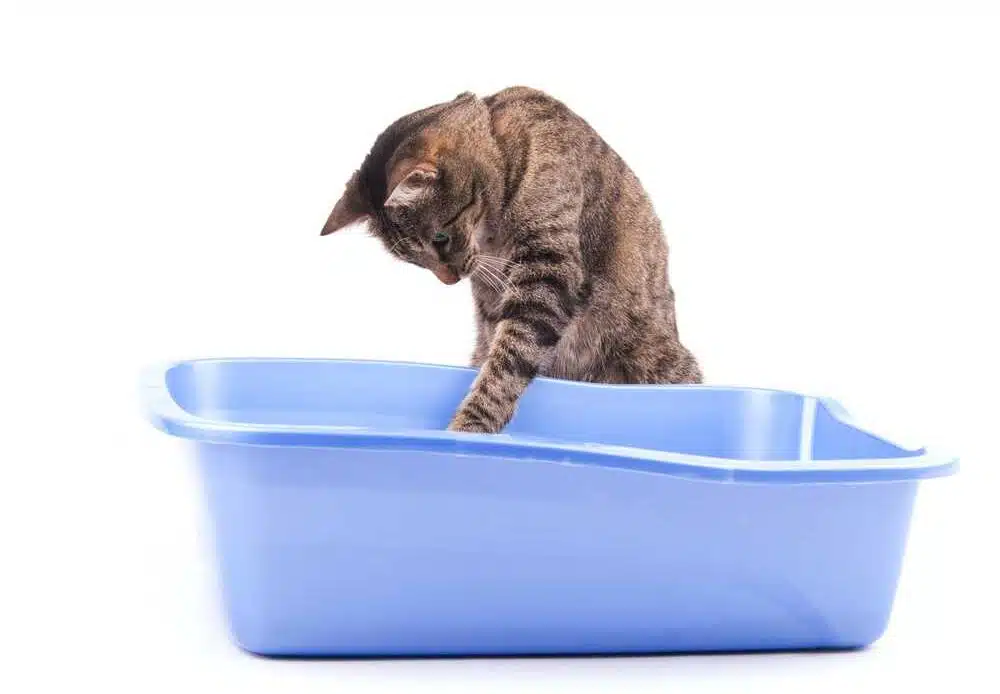 Come scegliere la lettiera migliore per il nostro gatto