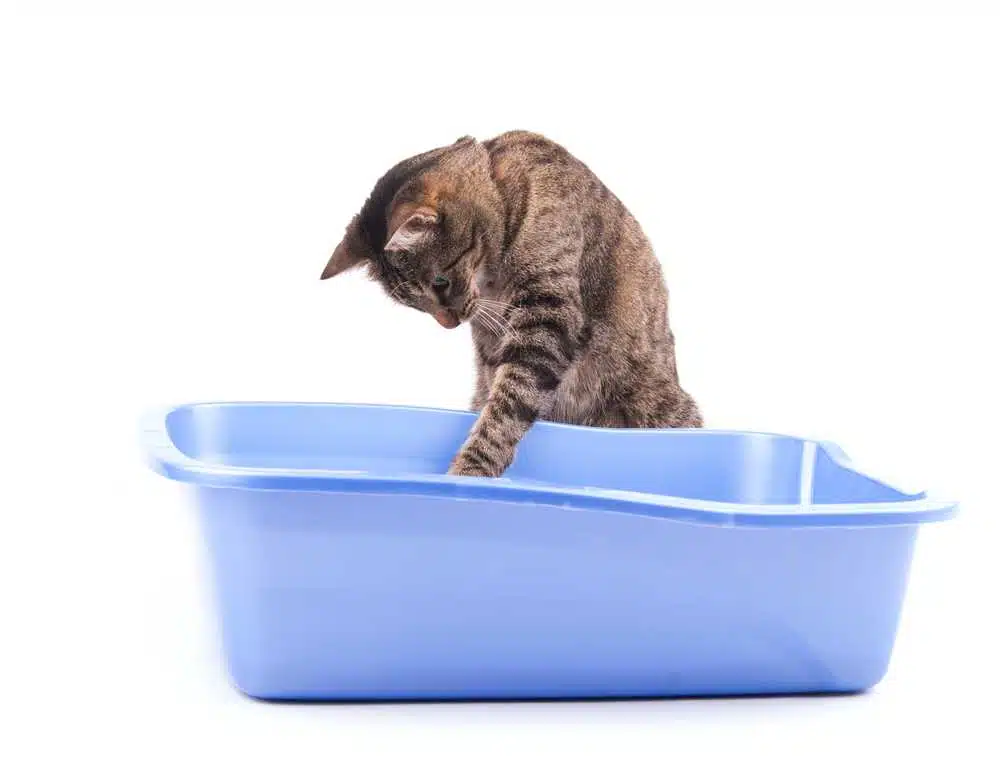 Come scegliere la lettiera migliore per il nostro gatto