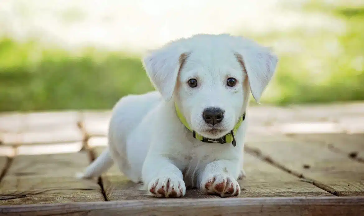 Cane, come scegliere quello ideale per noi