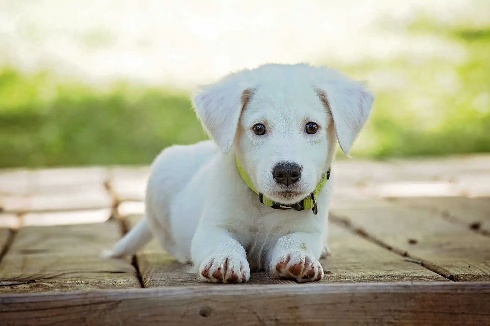Cane, come scegliere quello ideale per noi