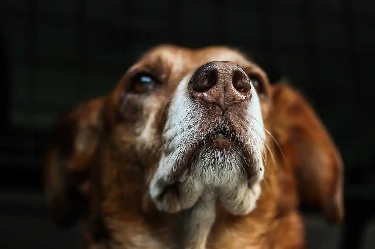 Come conoscere e curare l’ipertiroidismo del cane - ipertiroidismo nel cane - Look Out News
