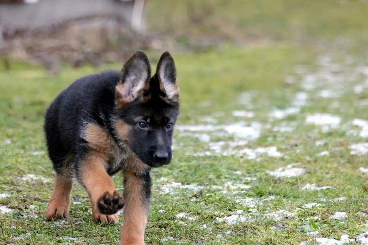 Il cane e il microchip: come funzione l'applicazione di questo dispositivo? - microchip per cani - Look Out News