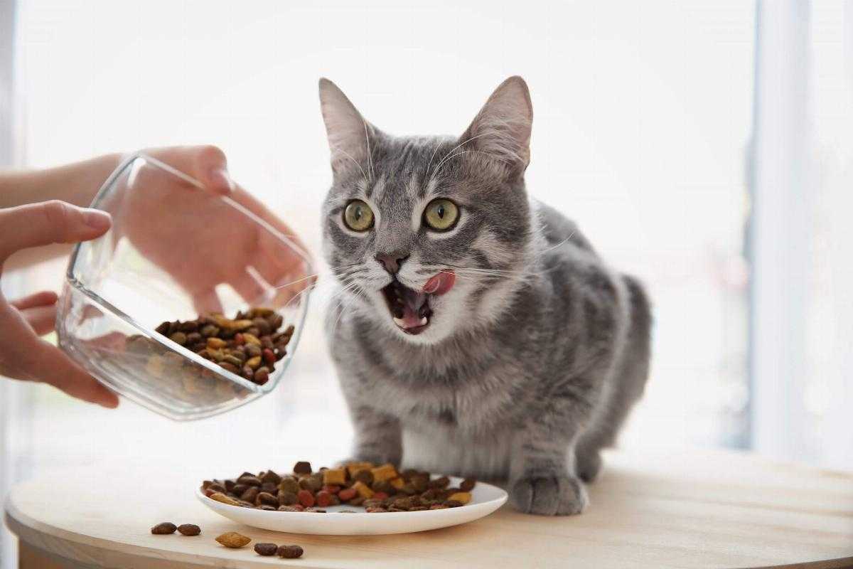 Le crocchette nutrono il tuo gatto dall’interno - - Look Out News