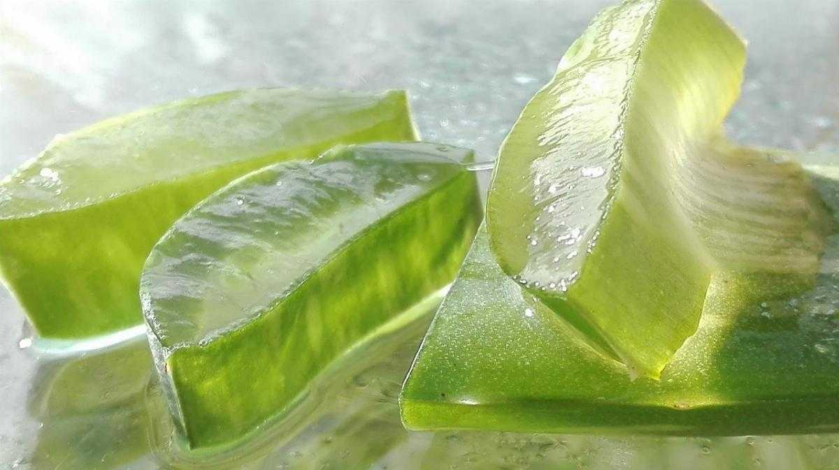 Proprietà e utilizzo dell'Aloe Vera per perdere peso - - Look Out News