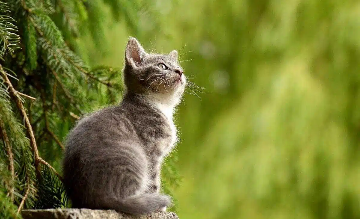Come addestrare un gatto randagio - addestrare un gatto randagio - Look Out News