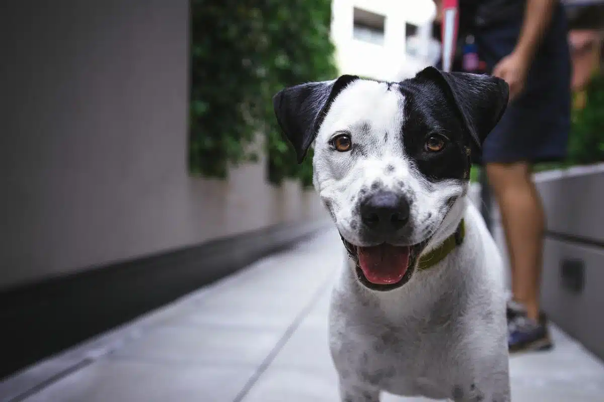 Danni provocati da Fido? Tutto quello che c’è da sapere sulla polizza cane - polizza cane - Look Out News