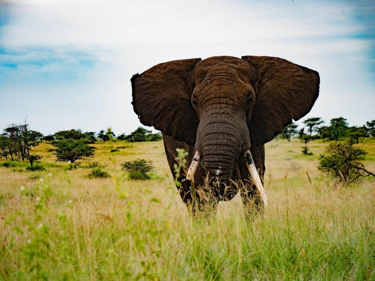 Quali animali vivono in Tanzania? Ecco quelli più visti durante i safari - - Look Out News