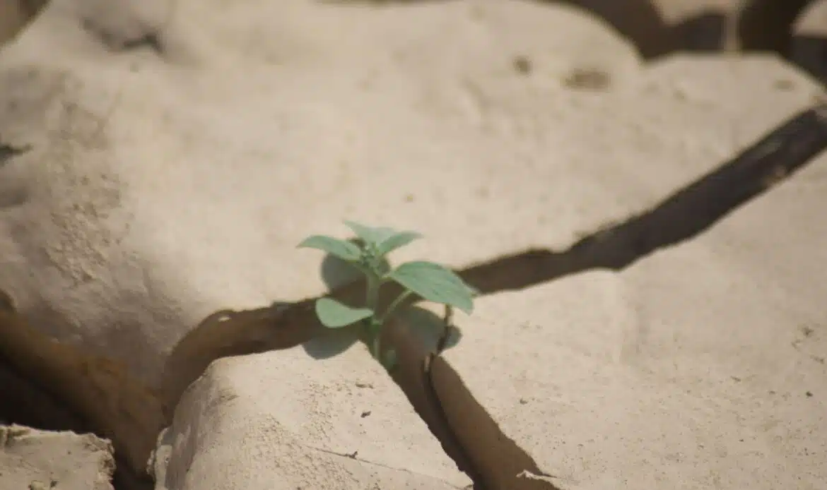cause ed effetti del cambiamento climatico nel bacino del mediterraneo