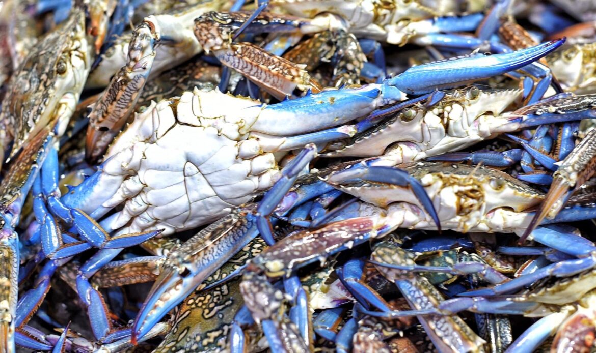 ecosistema di mari italiani in pericolo a causa del granchio blu