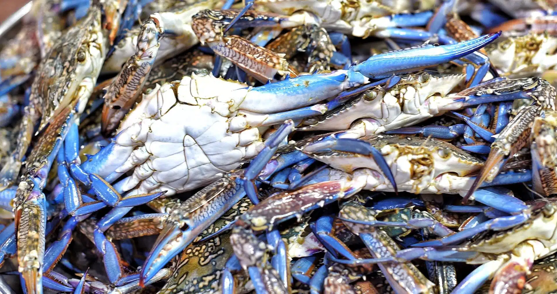 ecosistema di mari italiani in pericolo a causa del granchio blu