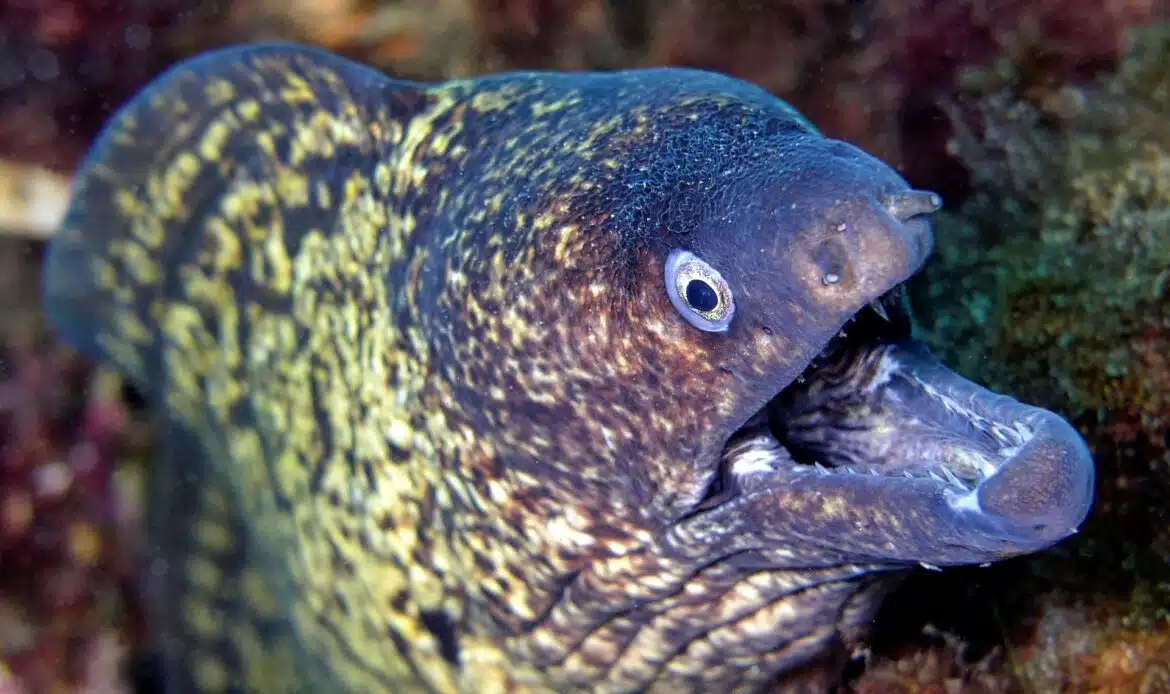 proteggere la biodiversità del mediterraneo dalle specie non endemiche