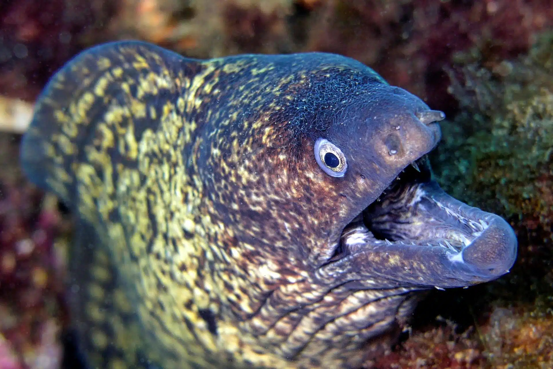 proteggere la biodiversità del mediterraneo dalle specie non endemiche