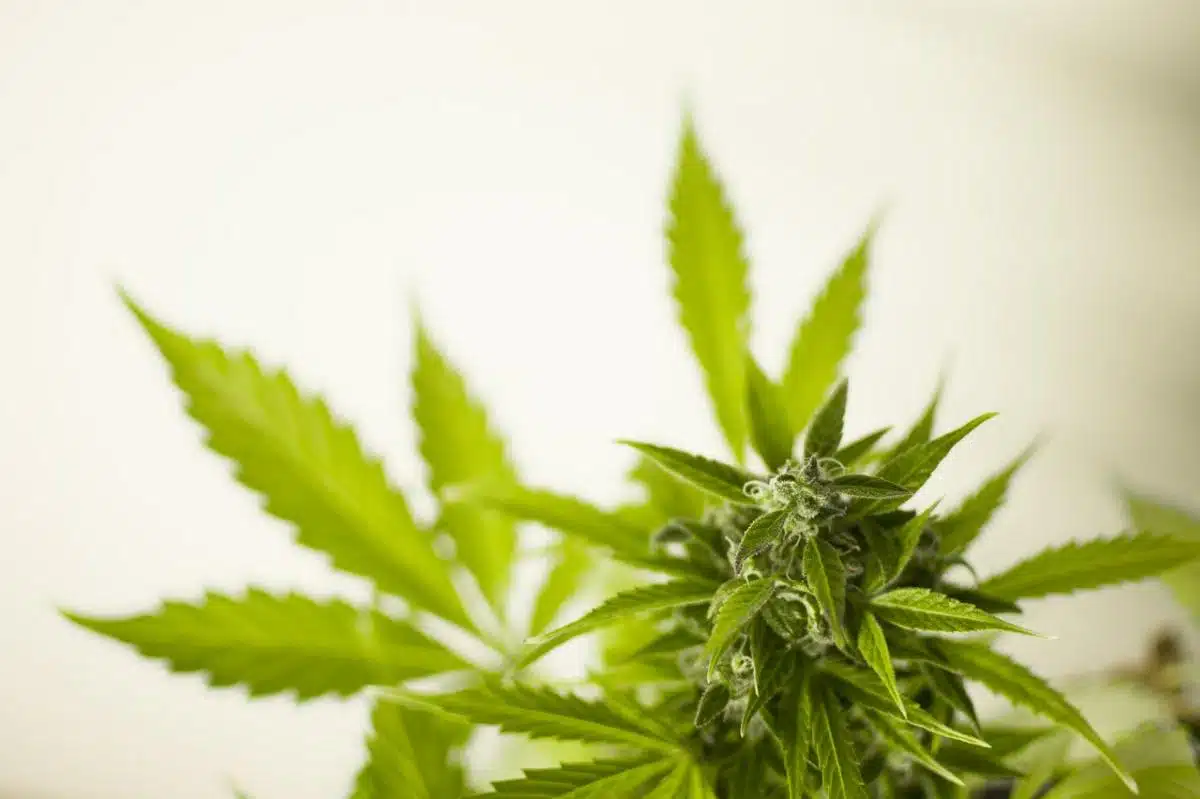 Sondaggio sulla legalizzazione della cannabis in Ohio: il 59% a favore - legalizzazione cannabis Ohio - Look Out News