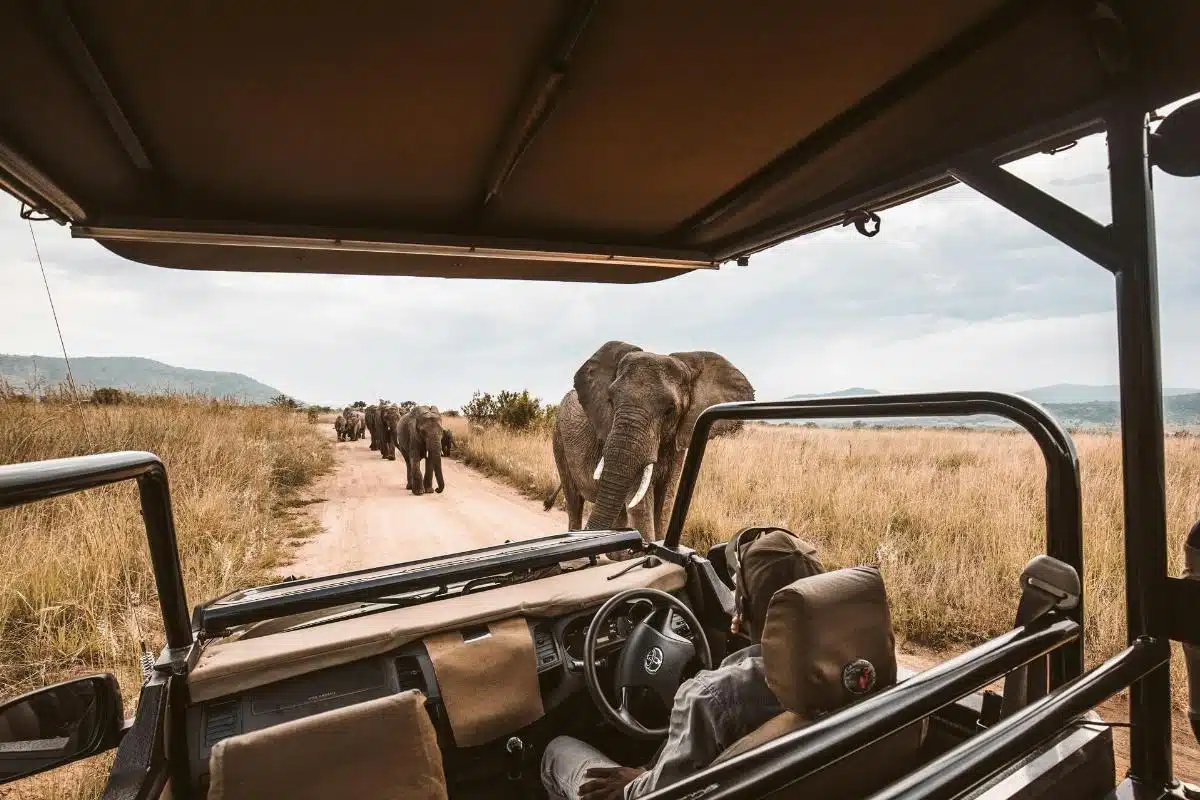 Dove fare un safari in Africa: le 4 migliori località - safari in Africa - Look Out News