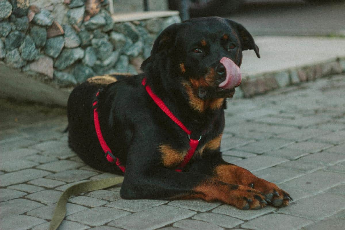 Rottweiler e le cucce perfette per loro - - Look Out News