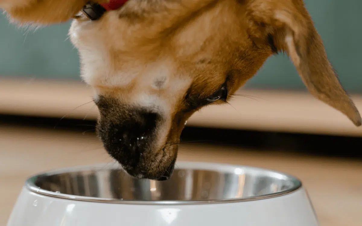 Come scegliere le migliori crocchette per il tuo cane - crocchette per cani - Look Out News
