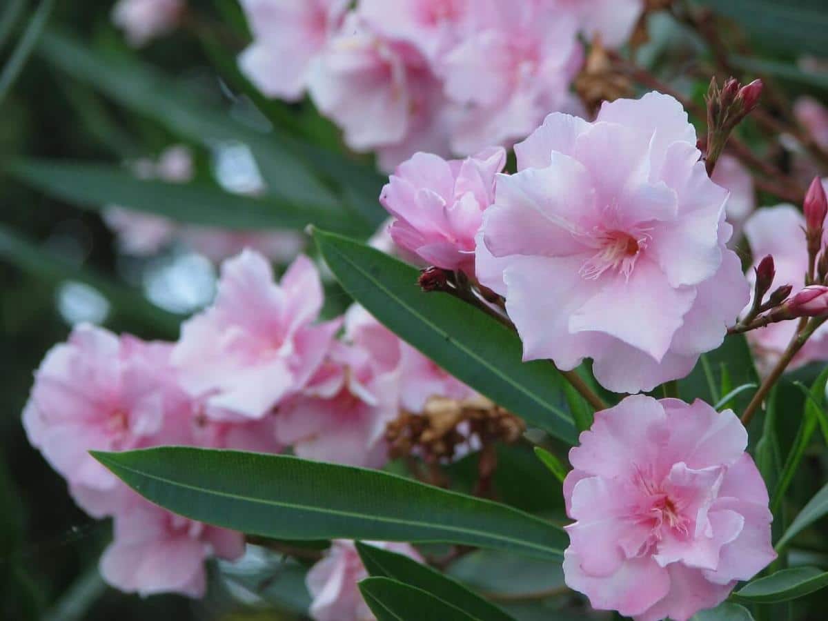 Piante fiorite tutto l'anno da esterno: soluzioni per terrazzi e giardini - - Look Out News